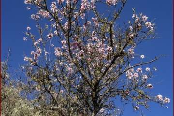 Manto de tonos blancos y rosas en Gran Canaria (Reportaje gráfico de Ildefonso Rodríguez)